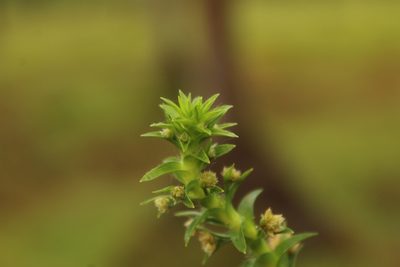 Paepalanthus fluviatilis, photographed by Andrés Ramírez-Barrera