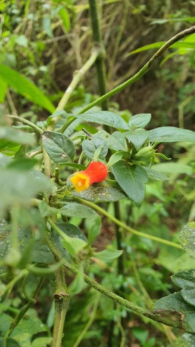 Manettia paraguariensis, photographed by Marcos Maes