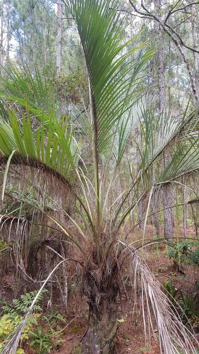 Butia catarinensis, photographed by Marcos Maes