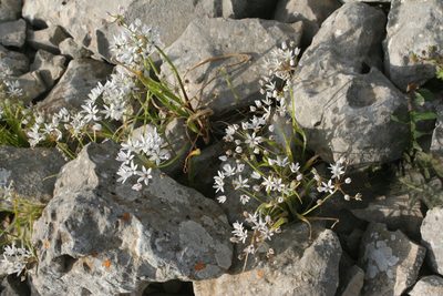 Allium trifoliatum, photographed by Oleg Kosterin