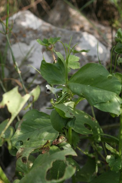 Vicia galilaea, photographed by Oleg Kosterin