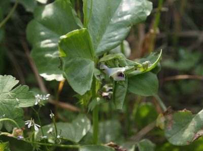 Vicia galilaea, photographed by Oleg Kosterin