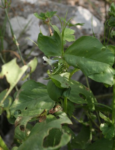 Vicia galilaea, photographed by Oleg Kosterin