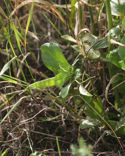 Vicia galilaea, photographed by Oleg Kosterin