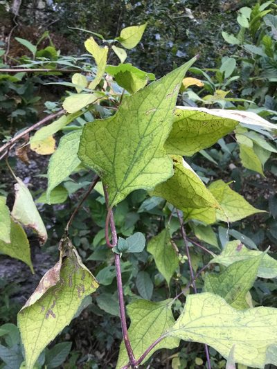 Montanoa frutescens, photographed by Erick Vélez Sánchez