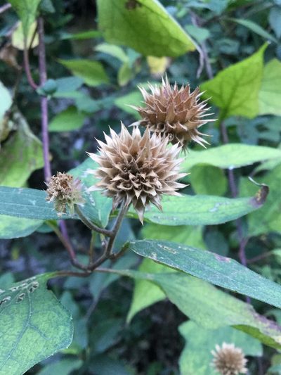Montanoa frutescens, photographed by Erick Vélez Sánchez