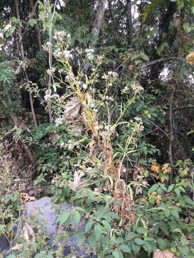 Senecio prionopterus, photographed by Erick Vélez Sánchez