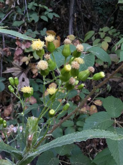 Senecio prionopterus, photographed by Erick Vélez Sánchez