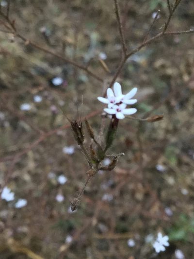 Stevia aschenborniana, photographed by Erick Vélez Sánchez