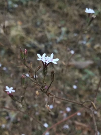 Stevia aschenborniana, photographed by Erick Vélez Sánchez