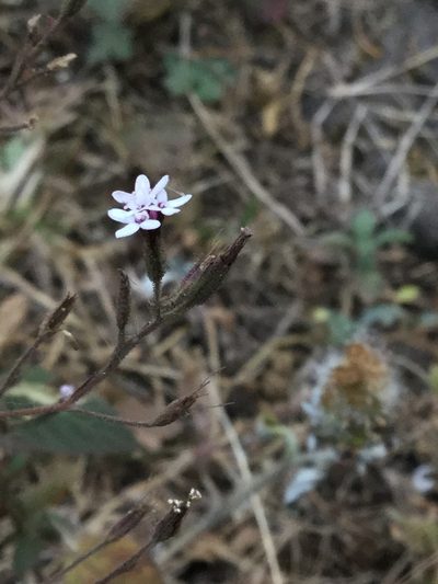 Stevia aschenborniana, photographed by Erick Vélez Sánchez
