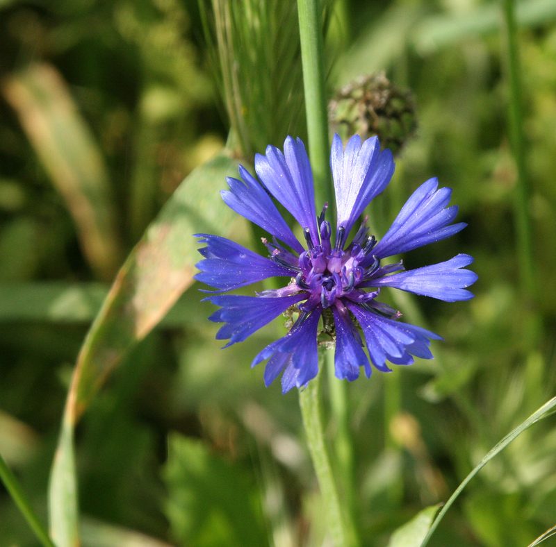 Centaurea cyanoides, photographed by Oleg Kosterin