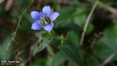 Gentiana scabra, photographed by Kim, Hyun-tae