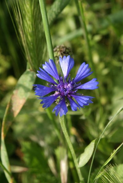 Centaurea cyanoides, photographed by Oleg Kosterin