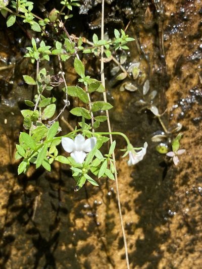 Monopsis alba, photographed by Dave U