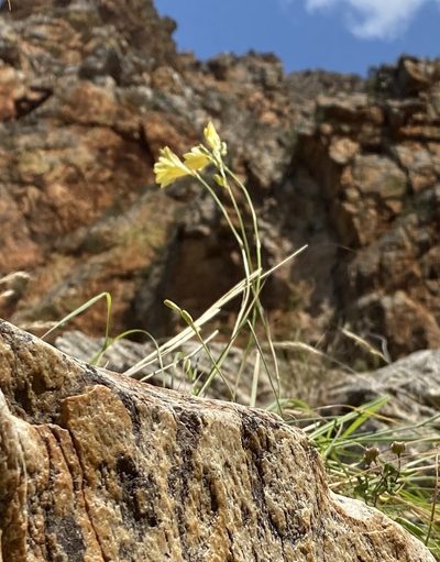 Tritonia parvula, photographed by Dave U
