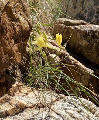 Tritonia parvula, photographed by Dave U