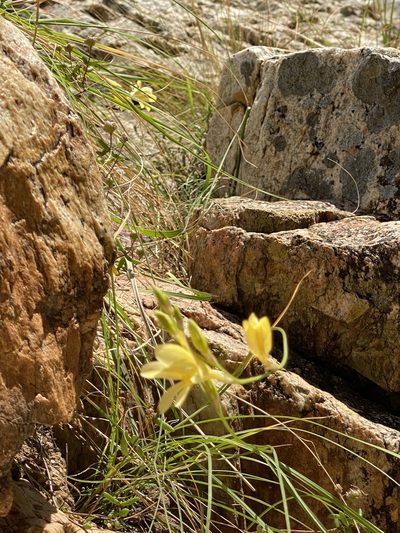 Tritonia parvula, photographed by Dave U