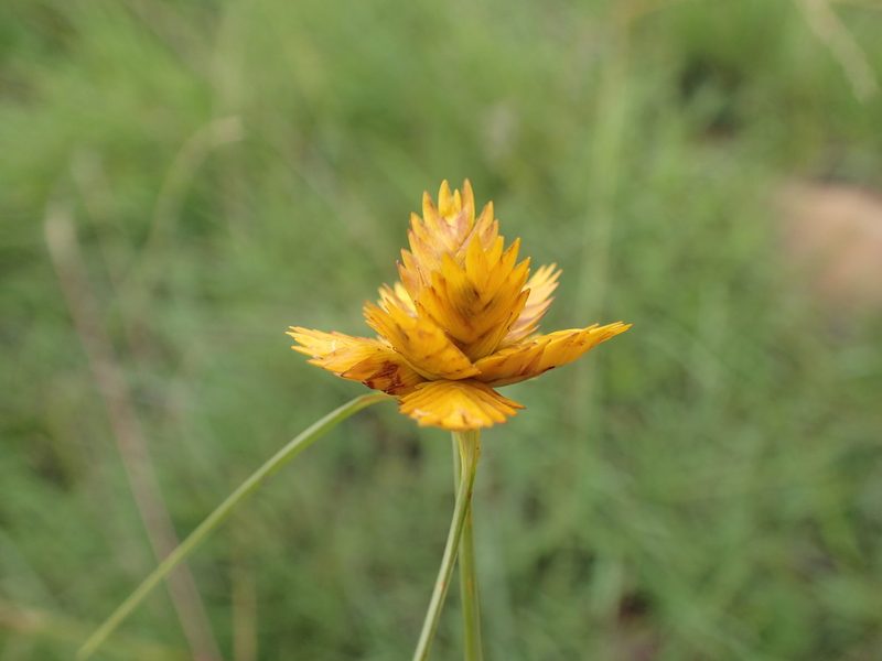 Cyperus sphaerocephalus, photographed by Mahomed Desai