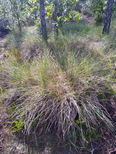 Coleataenia abscissa, photographed by Scott Ward
