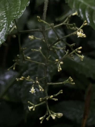 Palicourea cyanococca, photographed by Nicolás Baresch Uribe