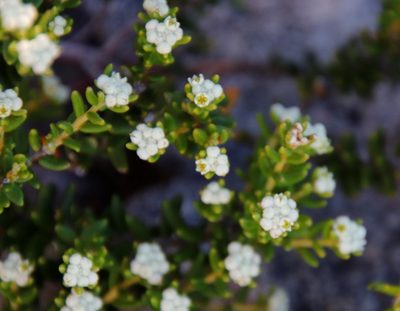 Phylica lasiocarpa, photographed by Tony Rebelo
