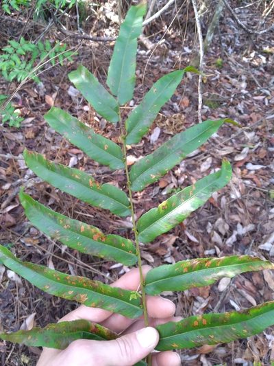 Meniscium serratum, photographed by Scott Ward