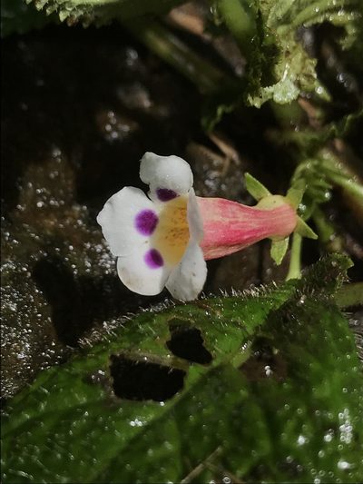 Diastema affine, photographed by Nicolás Baresch Uribe