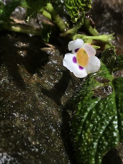 Diastema affine, photographed by Nicolás Baresch Uribe