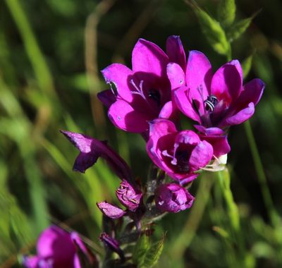 Babiana villosa, photographed by Tony Rebelo