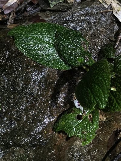 Diastema affine, photographed by Nicolás Baresch Uribe