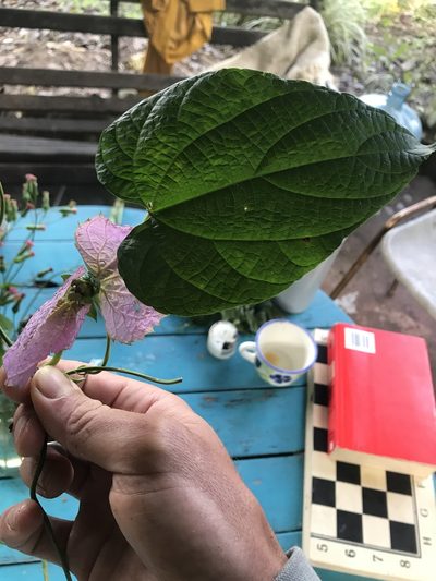 Dalechampia dioscoreifolia, photographed by Nicolás Baresch Uribe