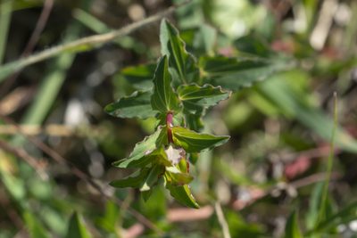 Hypericum triquetrifolium, photographed by Eleftherios Katsillis