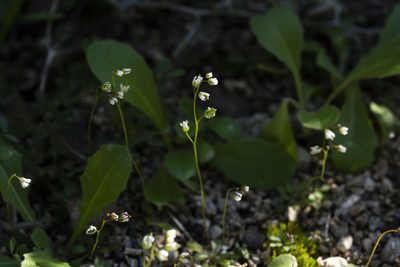 Draba praecox, photographed by Eleftherios Katsillis
