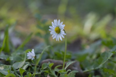 Bellis annua, photographed by Eleftherios Katsillis