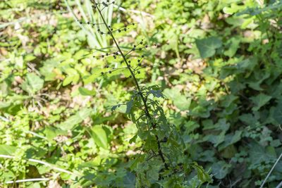 Scrophularia lucida, photographed by Eleftherios Katsillis