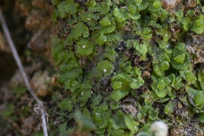 Clevea spathysii, photographed by Eleftherios Katsillis