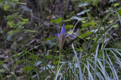 Iris unguicularis, photographed by Eleftherios Katsillis