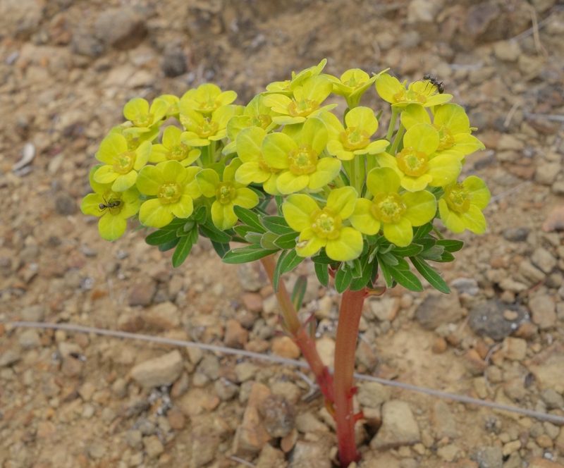 Euphorbia stracheyi, photographed by Jan Vršovský