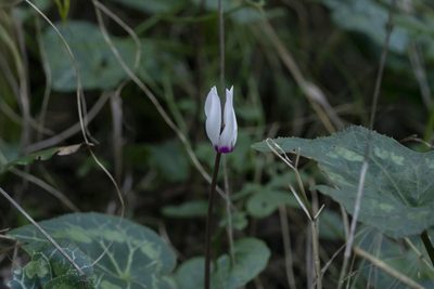 Cyclamen persicum, photographed by Eleftherios Katsillis