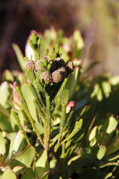 Berzelia ecklonii, photographed by Tony Rebelo