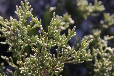 Brunia microphylla, photographed by Tony Rebelo