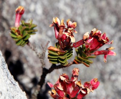 Penaea petraea, photographed by Tony Rebelo