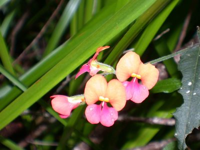Chorizema retrorsum, photographed by Daniel S. Katz