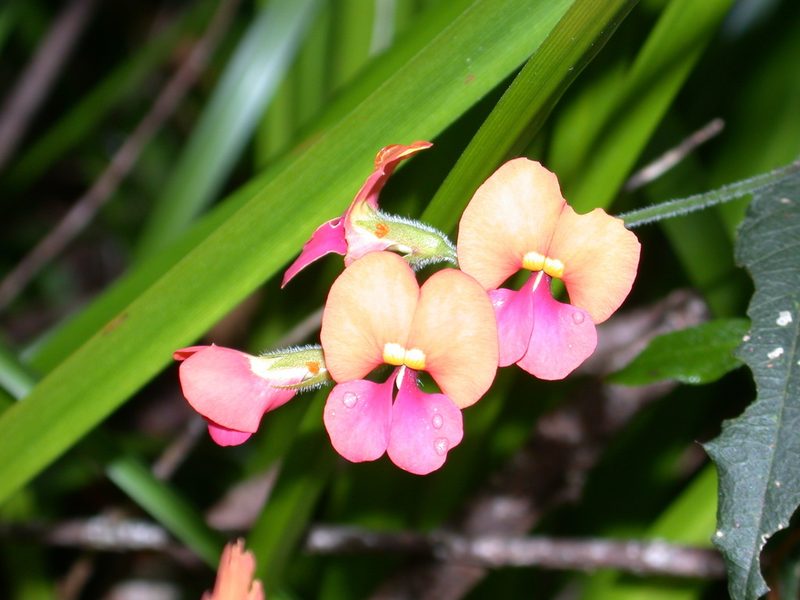 Chorizema retrorsum, photographed by Daniel S. Katz