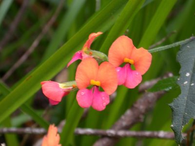 Chorizema retrorsum, photographed by Daniel S. Katz
