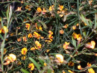 Bossiaea eriocarpa, photographed by Daniel S. Katz