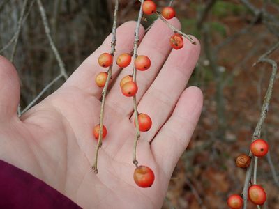 Ilex laevigata, photographed by Lynn Harper