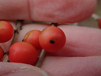 Ilex laevigata, photographed by Lynn Harper