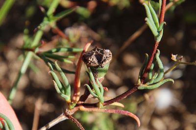 Lampranthus spiniformis, photographed by Tony Rebelo